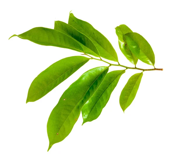 Изолированный зелёный лист — стоковое фото