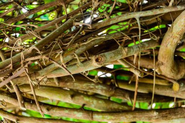 Yeşil ağaçlar ve yaprak yeşil