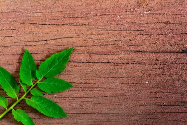 eski ahşap doku üzerinde yeşil yaprak