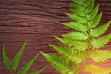 Yeşil yaprak eski ahşap üzerine 