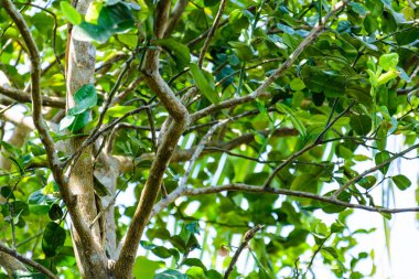 Yeşil ağaçlar ve yaprak yeşil