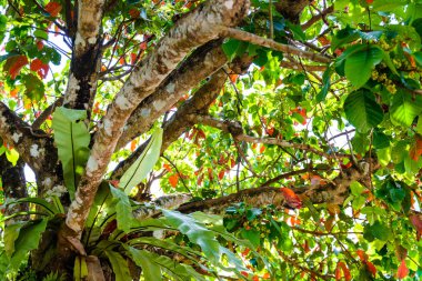 Yeşil ağaçlar ve yaprak yeşil