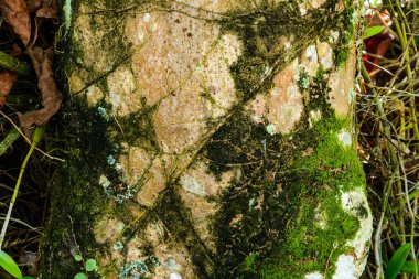 Yeşil ağaçlar ve yaprak yeşil