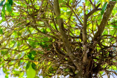 Yeşil ağaçlar ve yaprak yeşil