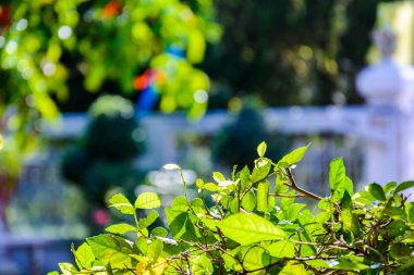 Yeşil ağaçlar ve yaprak yeşil