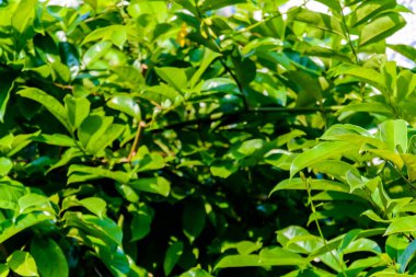 Yeşil ağaçlar ve yaprak yeşil