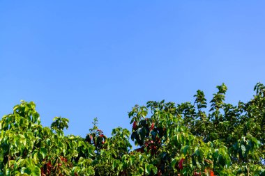 Yeşil ağaçlar ve yaprak yeşil