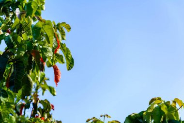 Yeşil ağaçlar ve yaprak yeşil