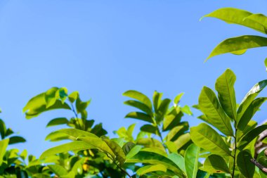 Yeşil ağaçlar ve yaprak yeşil