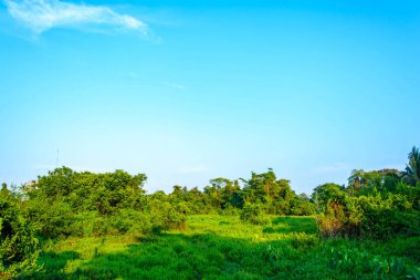 Orman manzara ve mavi gökyüzü