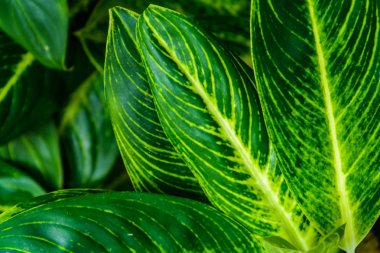 Yeşil ağaçlar ve yaprak yeşil