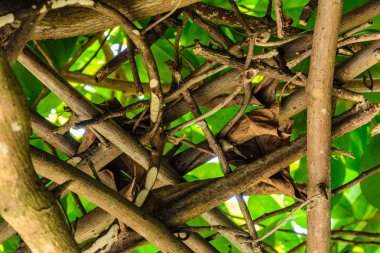 Yeşil ağaçlar ve yaprak yeşil