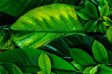 Yeşil yaprak deseni