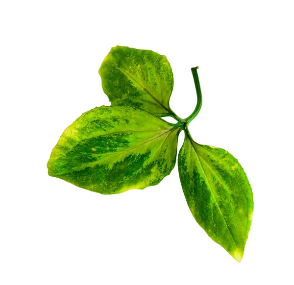 녹색 잎 격리 — 스톡 사진