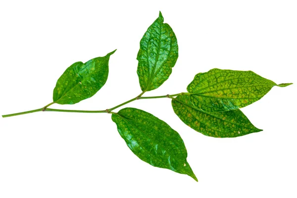 Изолированный зелёный лист — стоковое фото