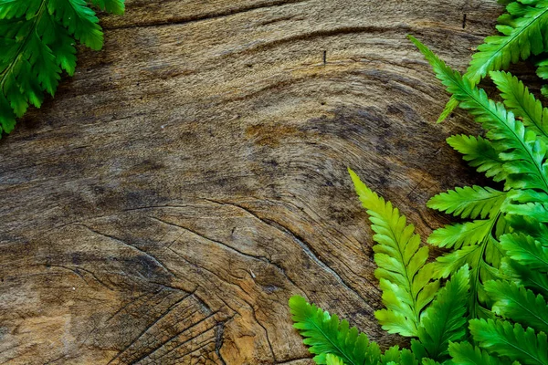 古い木目の緑の葉 — ストック写真