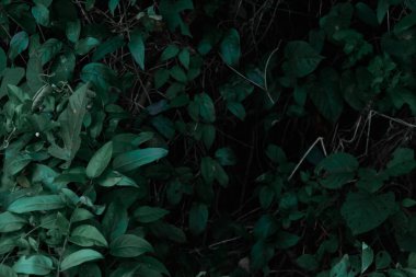 Yeşil ağaçlar ve yaprak yeşil