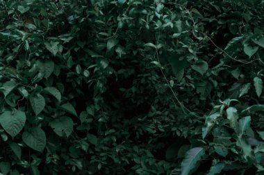 Yeşil ağaçlar ve yaprak yeşil