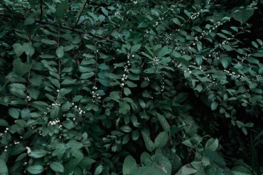 Yeşil ağaçlar ve yaprak yeşil