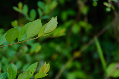 Yeşil ağaçlar ve yaprak yeşil