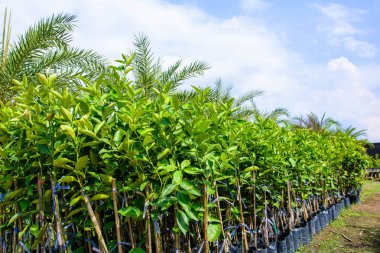 Açık Bahçe salonu ve gökyüzü bulut