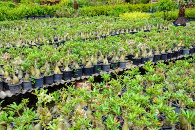 Açık Bahçe salonu ve gökyüzü bulut