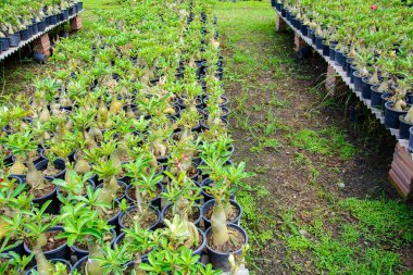 Açık Bahçe salonu ve gökyüzü bulut