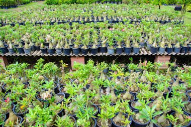 Açık Bahçe salonu ve gökyüzü bulut