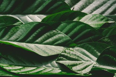 Yakın çekim yaprak yeşil orman desen