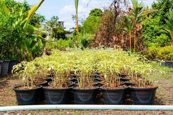 Buiten tuin winkel en hemel wolk — Stockfoto