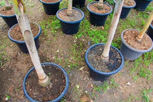 Buiten tuin winkel en hemel wolk — Stockfoto