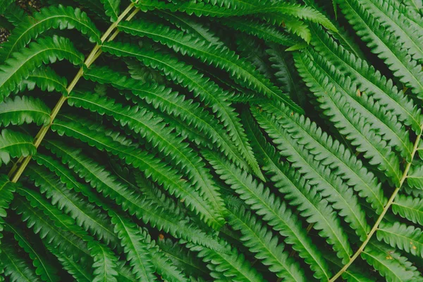 生のワラビ緑森林パターン背景 — ストック写真