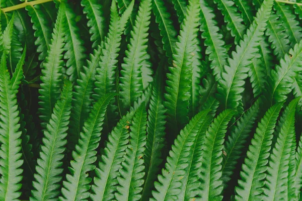生のワラビ緑森林パターン背景 — ストック写真