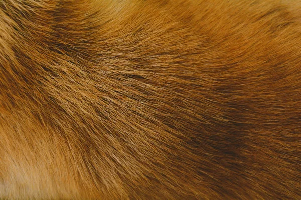 Close-Up dog hair light brown abstract pattern
