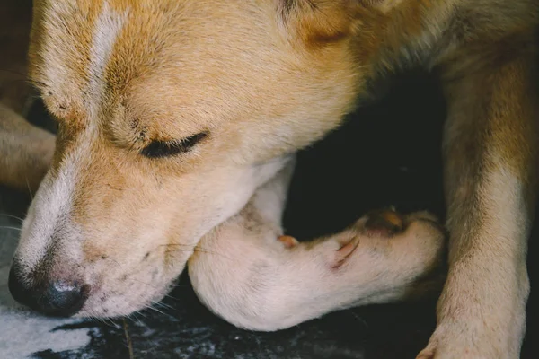 Close-up perro marrón claro se sentó y dormir — Foto de Stock