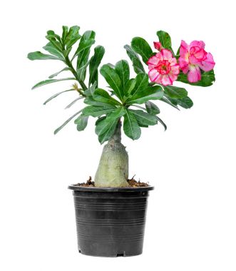 ağaç adenium siyah pot izole