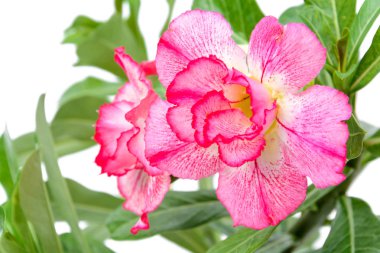 ağaç adenium siyah pot izole kapatmak
