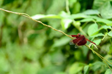 Yusufçuk yaprak doğa arka plan bulanık