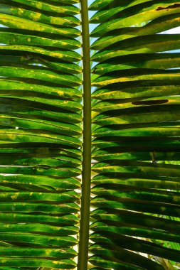 Yeşil Hindistan cevizi yaprağı deseni kadar kapatın