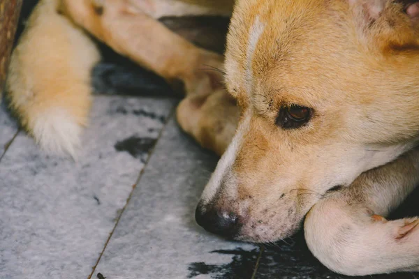 Close-up dog light brown sat down and sleep — Stock Photo, Image