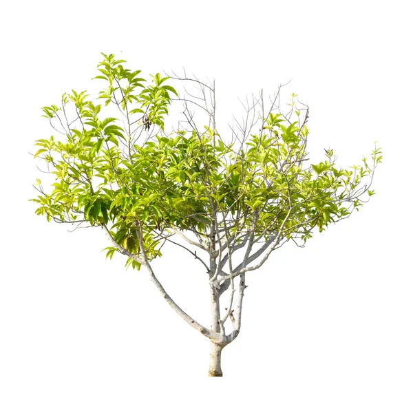 Зелене дерево природа ізольована — стокове фото