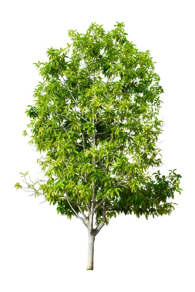 Natura albero verde isolato — Foto Stock