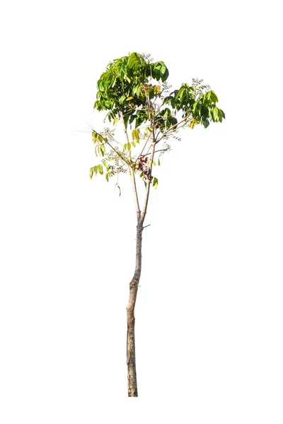 Φύση πράσινο δέντρο απομονωμένες — Φωτογραφία Αρχείου