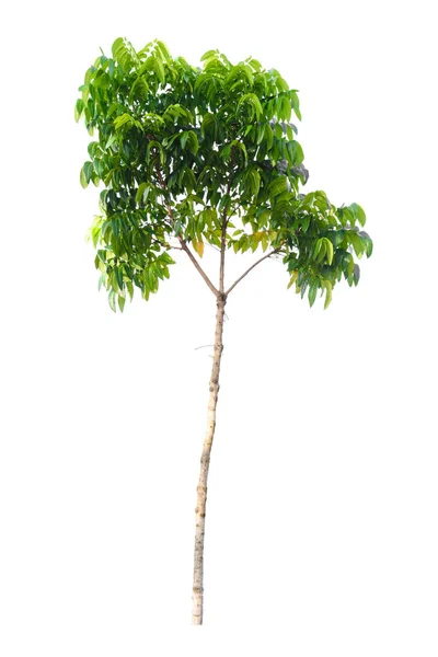 Árbol verde naturaleza aislada — Foto de Stock