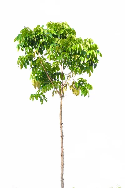 Green tree nature isolated — Stock Photo, Image