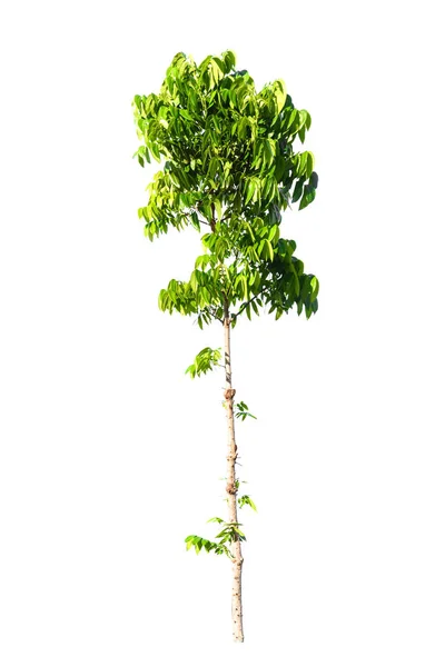 Natura albero verde isolato — Foto Stock