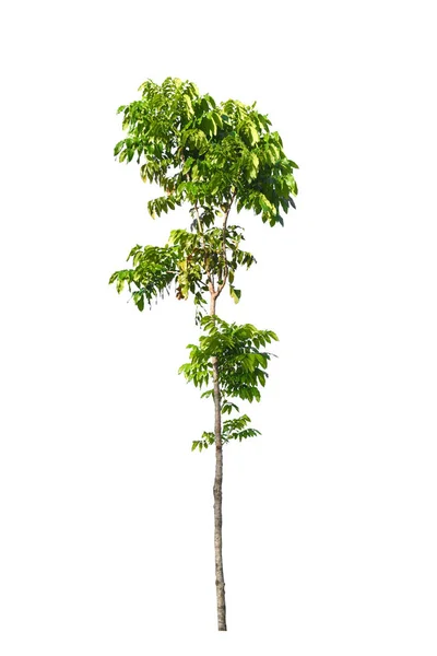 Natura albero verde isolato — Foto Stock