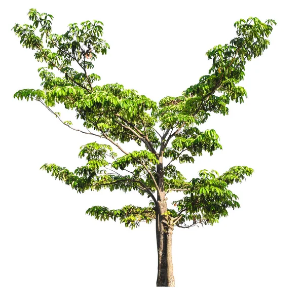Copac verde natura izolat — Fotografie, imagine de stoc