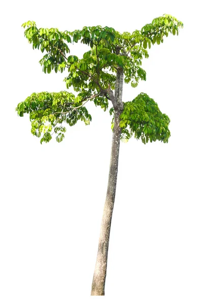Natura albero verde isolato — Foto Stock