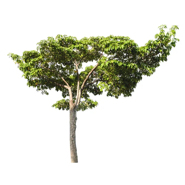 Zelený strom příroda, samostatný — Stock fotografie